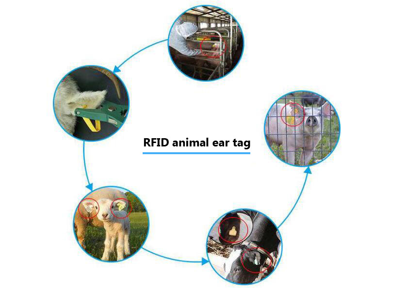 rfid animal ear tag